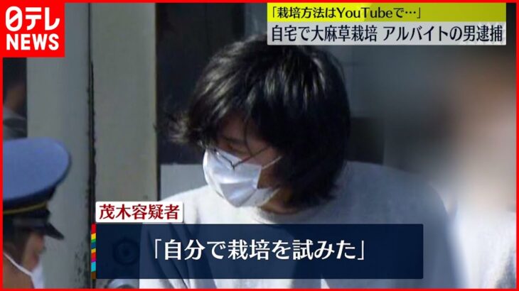 【男逮捕】「方法はYouTubeで見た」自宅マンションで大麻草栽培か