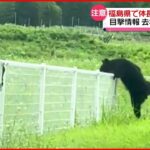 【クマ出没】体長1.5メートル フェンス乗り越え逃げる