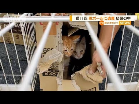 猫11匹　猛暑の中…段ボールに「遺棄は完全な犯罪」(2022年7月12日)