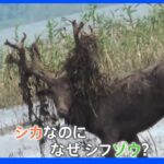 シカなのに“シフゾウ”？「120種が絶滅寸前」中国での保護現場にカメラが密着　“シフゾウ”漢字で書くと･･･納得！｜TBS NEWS DIG