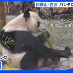“16頭のお父さん” パンダの「永明」に七夕の贈り物｜TBS NEWS DIG