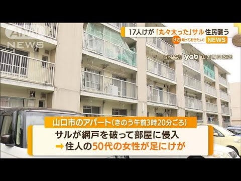 「丸々太った」サル　住民襲う…被害相次ぎ17人けが(2022年7月19日)