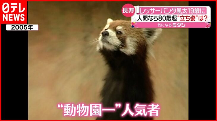 【長寿】レッサーパンダの風太君19歳に 人間なら“80歳超”