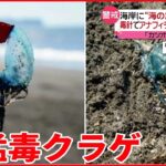 【海の危険生物】神奈川の海岸 カツオノエボシが大量漂着