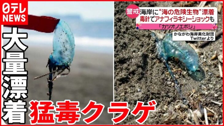 【海の危険生物】神奈川の海岸 カツオノエボシが大量漂着