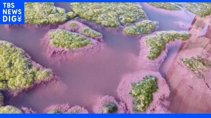 気温上昇きっかけに藻など増殖　ルーマニアの湖がピンク色に染まる｜TBS NEWS DIG