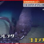 【ヨコヅナイワシ】硬い骨を持つ深海魚で”世界最大”と判明 去年新種として報告