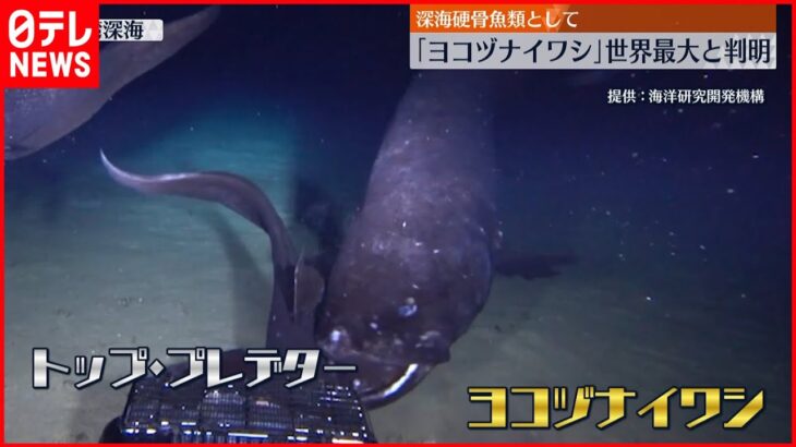 【ヨコヅナイワシ】硬い骨を持つ深海魚で”世界最大”と判明 去年新種として報告