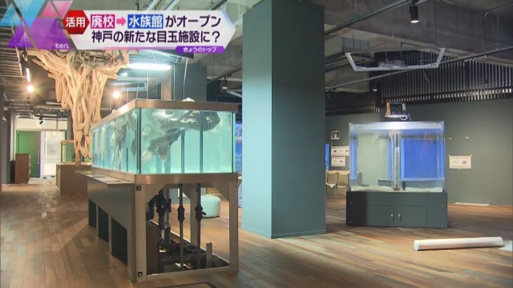 廃校の小学校が水族館に！神戸・兵庫区の「みなとやま水族館」　卒業生の工務店社長のアイデアで実現