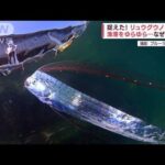 捉えた!リュウグウノツカイ　深海魚がなぜ海面に…何かの前触れ！？(2022年7月1日)