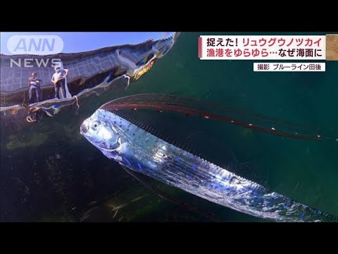 捉えた!リュウグウノツカイ　深海魚がなぜ海面に…何かの前触れ！？(2022年7月1日)