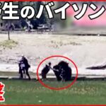 【アメリカ】野生のバイソンが観光客を襲撃 子ども抱えた男性を突き上げる