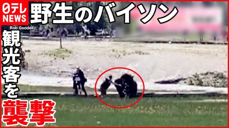 【アメリカ】野生のバイソンが観光客を襲撃 子ども抱えた男性を突き上げる