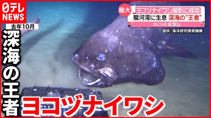 【ヨコヅナイワシ】撮影に成功 駿河湾の深海で生態系の頂点に君臨