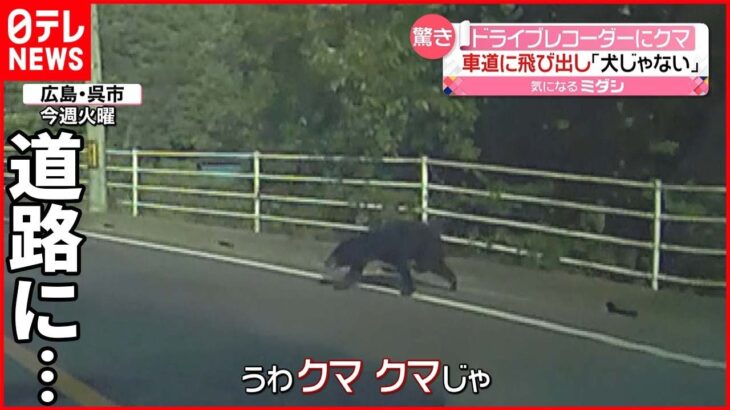 【通報も複数】道路にクマ飛び出す 付近には住宅も… 広島・呉市