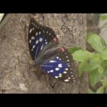 国蝶“オオムラサキ”の羽化盛んに　光沢のある青紫の羽を持ち「森の宝石」とも呼ばれる　京都・福知山