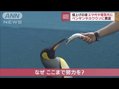 物価高で水族館のペンギンに異変「アジがいい」エサ代替品のサバには目もくれず(2022年7月4日)