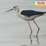 『関西万博によって喪失する』地盤改良工事で“絶滅危惧種の野鳥が危機”と訴える声（2022年7月4日）