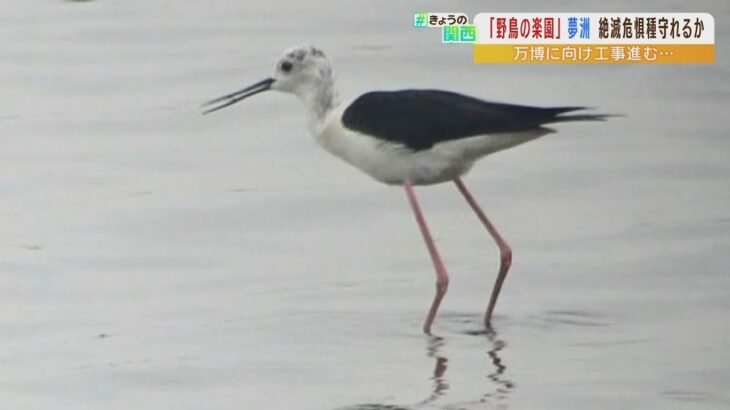 『関西万博によって喪失する』地盤改良工事で“絶滅危惧種の野鳥が危機”と訴える声（2022年7月4日）