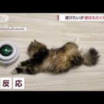 遊びたいが「遊ばれたくない！」　“ねこじゃらし機”に無反応なネコ(2022年7月4日)