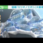 猛毒「カツオノエボシ」大量漂着　夏の海岸に異変…危険“触らないで”注意呼びかけ(2022年7月5日)