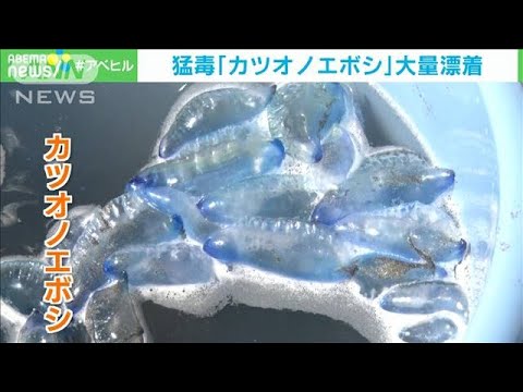 猛毒「カツオノエボシ」大量漂着　夏の海岸に異変…危険“触らないで”注意呼びかけ(2022年7月5日)