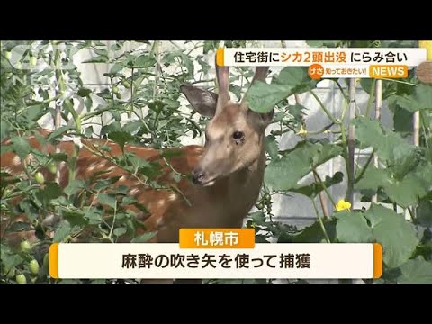 住宅街に“シカ2頭”にらみ合い…麻酔吹き矢で捕獲(2022年7月15日)