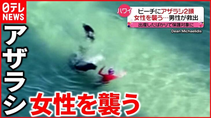 【ハワイ】ワイキキビーチに2頭のアザラシ 海水浴客の女性を襲う