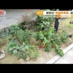名古屋駅前の“無断野菜畑”姿消す　河村市長「鶴の一声」で“すぐに撤去求めず”も…(2022年7月7日)