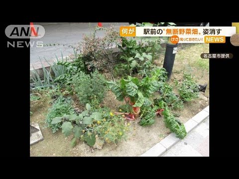 名古屋駅前の“無断野菜畑”姿消す　河村市長「鶴の一声」で“すぐに撤去求めず”も…(2022年7月7日)