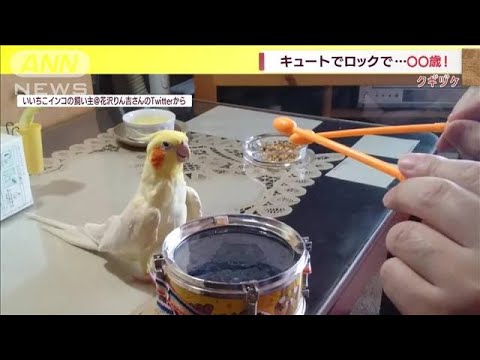 太鼓に興味？ご長寿“インコ”が激しいヘッドバンギング(2022年7月7日)