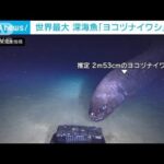 世界最大　深海魚「ヨコヅナイワシ」撮影成功(2022年7月1日)