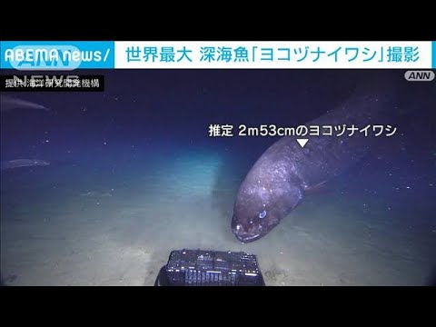 世界最大　深海魚「ヨコヅナイワシ」撮影成功(2022年7月1日)