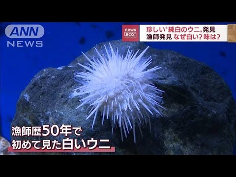 【発見】珍しい「純白のウニ」なぜ白に…味は?(2022年7月6日)