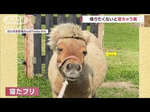 帰る時間になると…　“寝たふり”する馬(2022年7月6日)