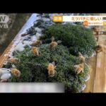 【話題】“ミツバチ”に世界一優しい神社　「専用水飲み場」設置(2022年7月11日)