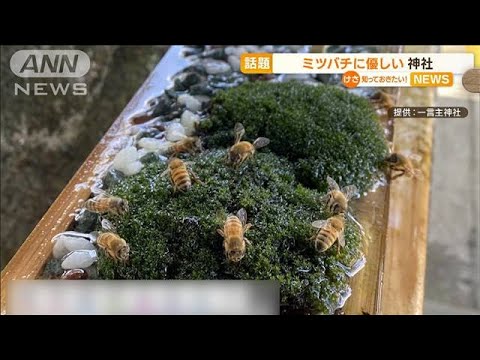 【話題】“ミツバチ”に世界一優しい神社　「専用水飲み場」設置(2022年7月11日)