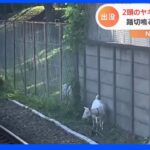 横浜の通勤の足がストップ!その理由は意外な動物!線路に迷い込んでしまったワケとは?｜TBS NEWS DIG
