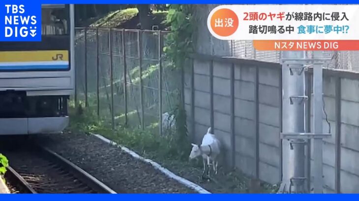 横浜の通勤の足がストップ!その理由は意外な動物!線路に迷い込んでしまったワケとは?｜TBS NEWS DIG