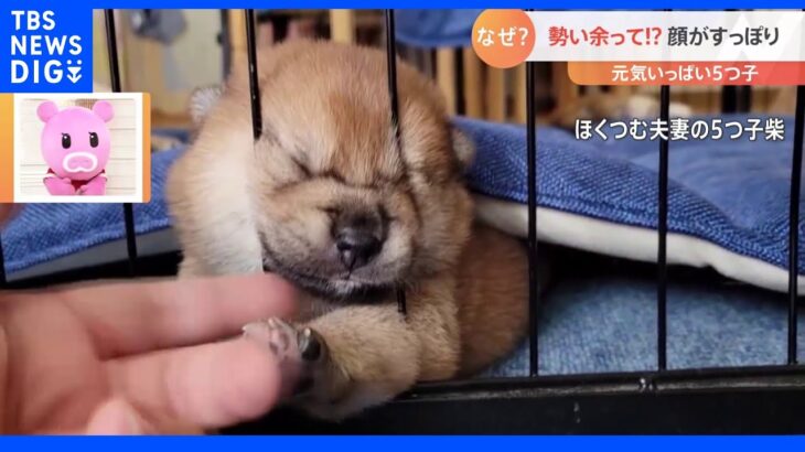 どうやって！？　柵にすっぽりはまった柴犬の赤ちゃん｜TBS NEWS DIG