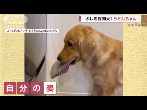 “ふしぎ探知犬”うどんちゃん　スリッパ見つけゴキゲン！ところが…(2022年7月12日)