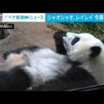 “元気いっぱい”上野の双子パンダ　竹を食べたり母親にじゃれたり(2022年7月12日)