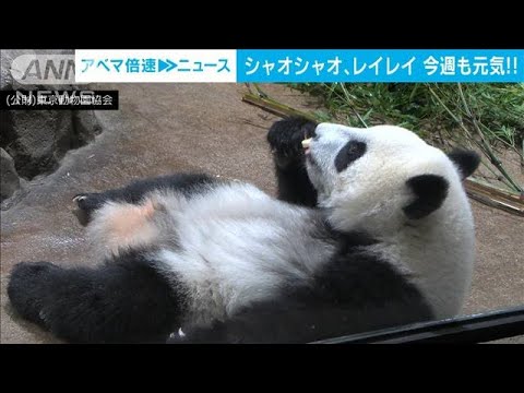 “元気いっぱい”上野の双子パンダ　竹を食べたり母親にじゃれたり(2022年7月12日)