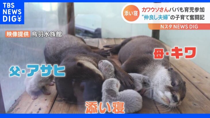 「お父さんも子育てするんです」カワウソさんの子育て　一般公開されていない裏側映像！家族そろっての添い寝に悶絶｜TBS NEWS DIG