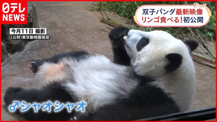 【双子パンダ】リンゴ食べる様子を初公開 上野動物園