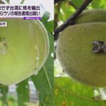 防虫処理せずに台湾へ桃を輸出　輸出業者の男ら４人逮捕　ウソの書類を提出した疑い