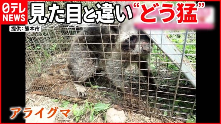 【捕獲】ワナにアライグマ かわいらしい見た目と違い…“どう猛”な特定外来生物 熊本市