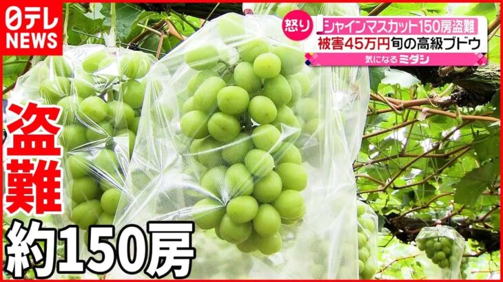 【シャインマスカット盗難】数日にかけて満遍なく…約150房 佐賀・伊万里市