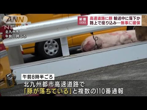 高速道路に豚の“落とし物”　捕まえて持ち主に返還(2022年7月14日)