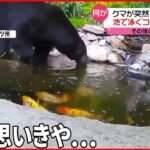 【意外な展開】クマが突然入ってきて…池で泳ぐコイがピンチ？
